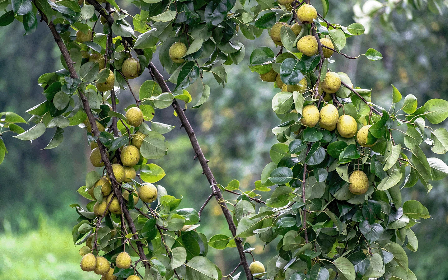 Forouest élagage taille haie et fruitier rennes